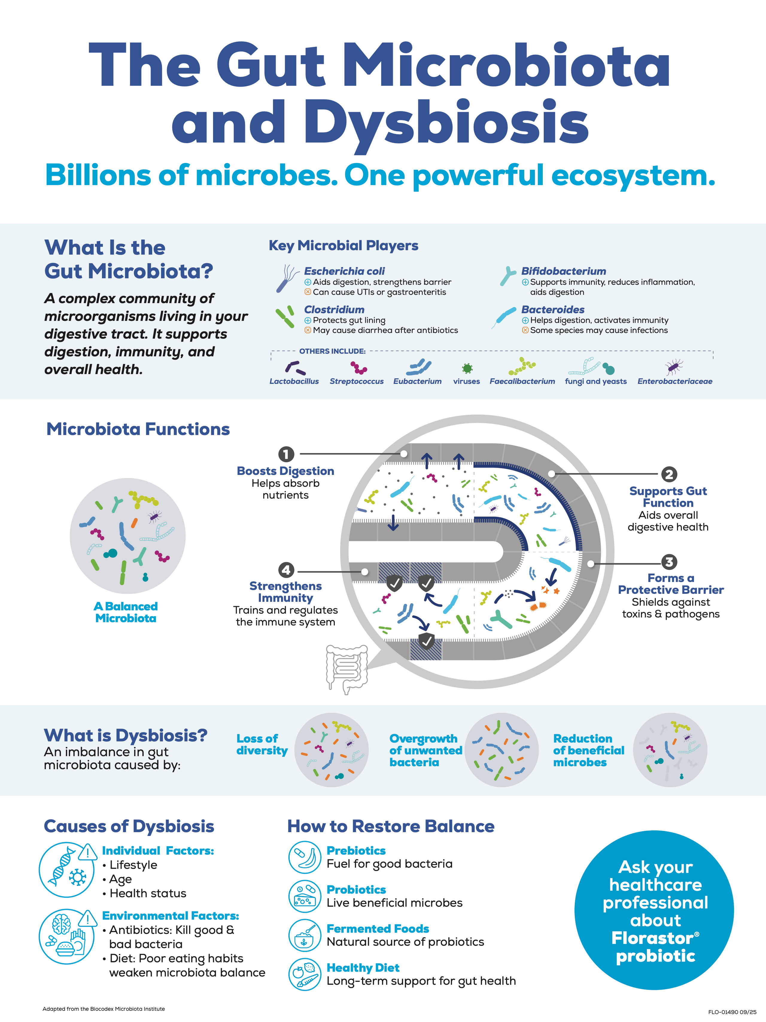 The Gut Microbiota and Dysbiosis